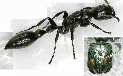 Réf. 277 713 : Tetraponera (allaborans)